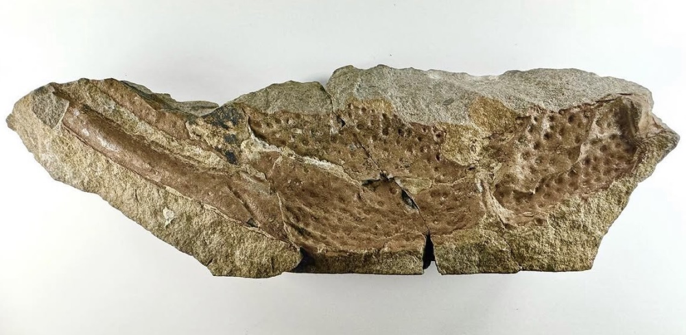 orangey colored fossil shows long smooth pincer of extinct scorpion